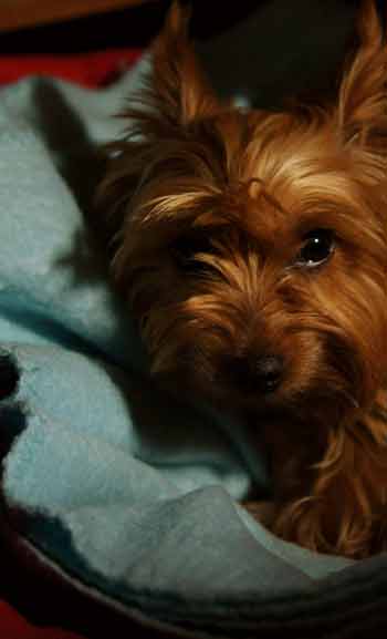 Animal Bedding on Sale - Melbourne Victoria, South Yarra, Fitzroy, Essendon, Carlton, Brunswick