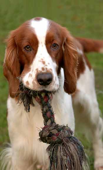 Pet Supplies Ipswich Brisbane QLD Sunshine Coast, Gold, Fortitude Valley