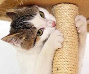 Pet Supply Store Online Sydney NSW Australia - Food Bowls, Toy, Bed, Bedding