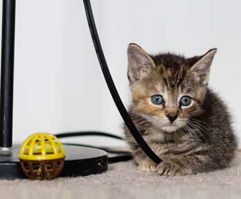 Pet Toys & Products Brisbane - Fortatude Valley, Sushine, Gold Coast, Ipswich